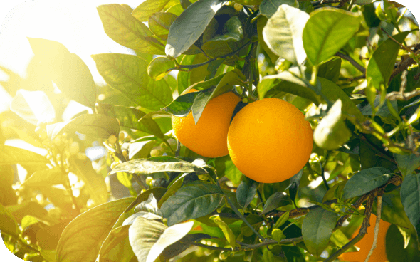 アクリビジネス