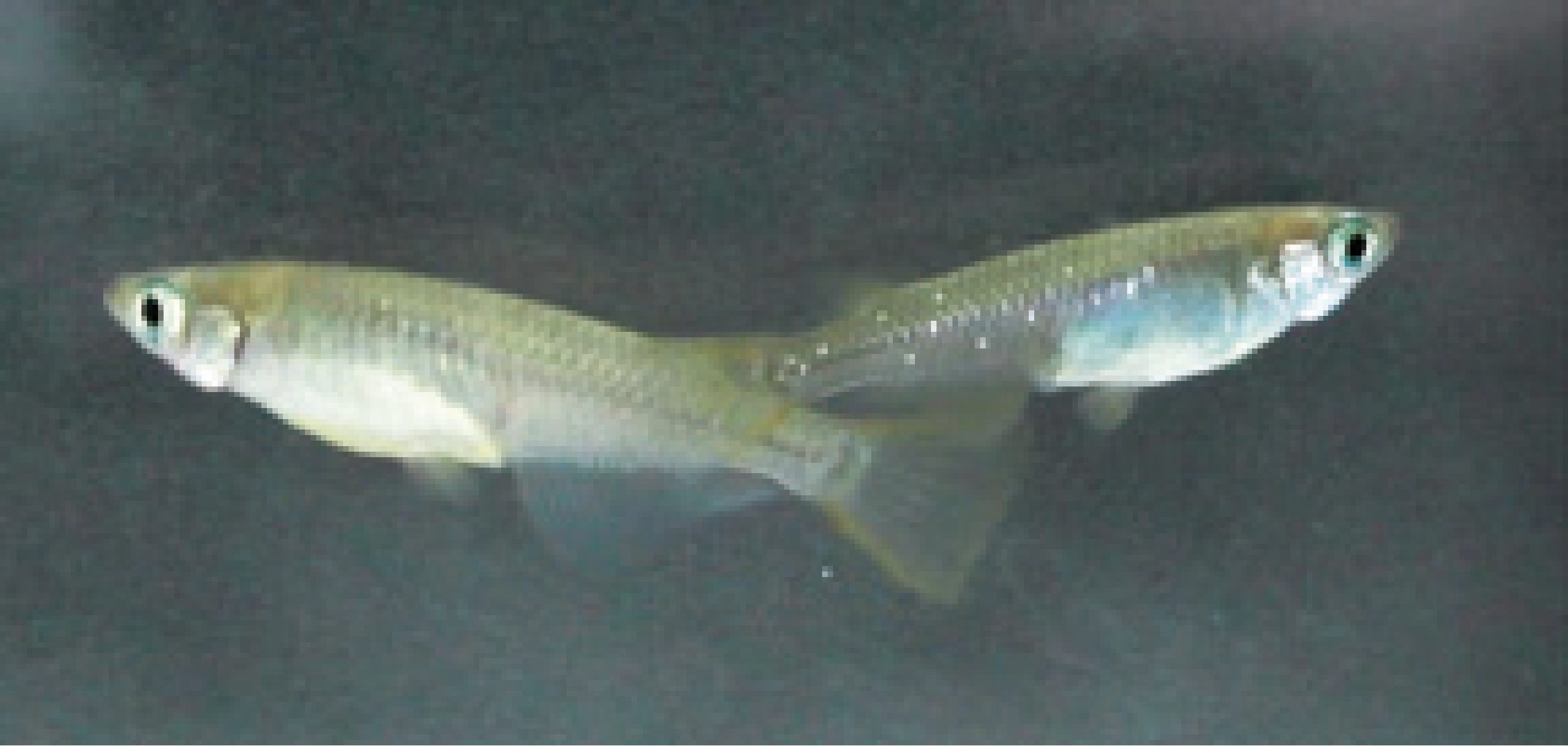 Breeding of killifish originating