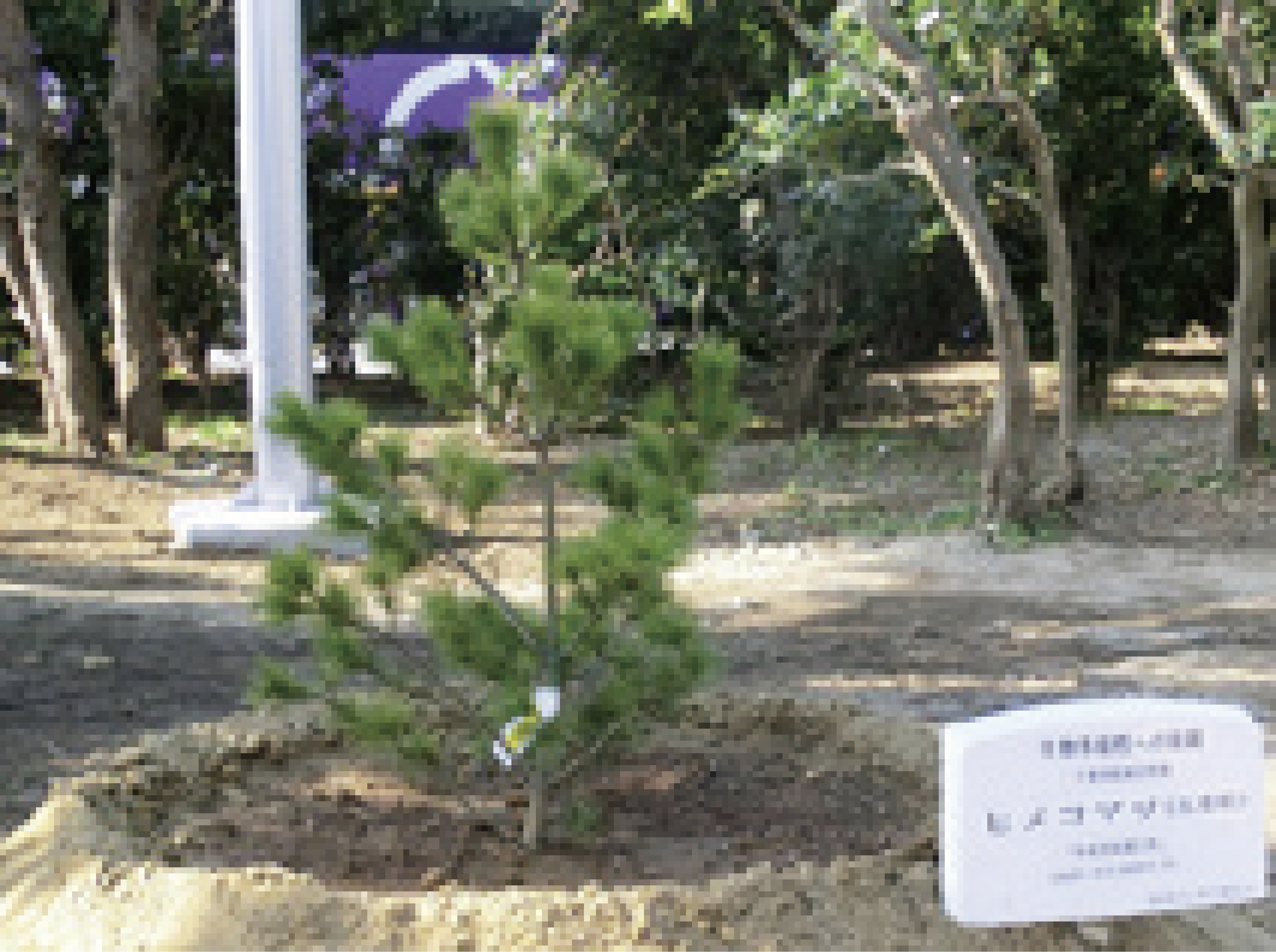 himekomatsu November 2016