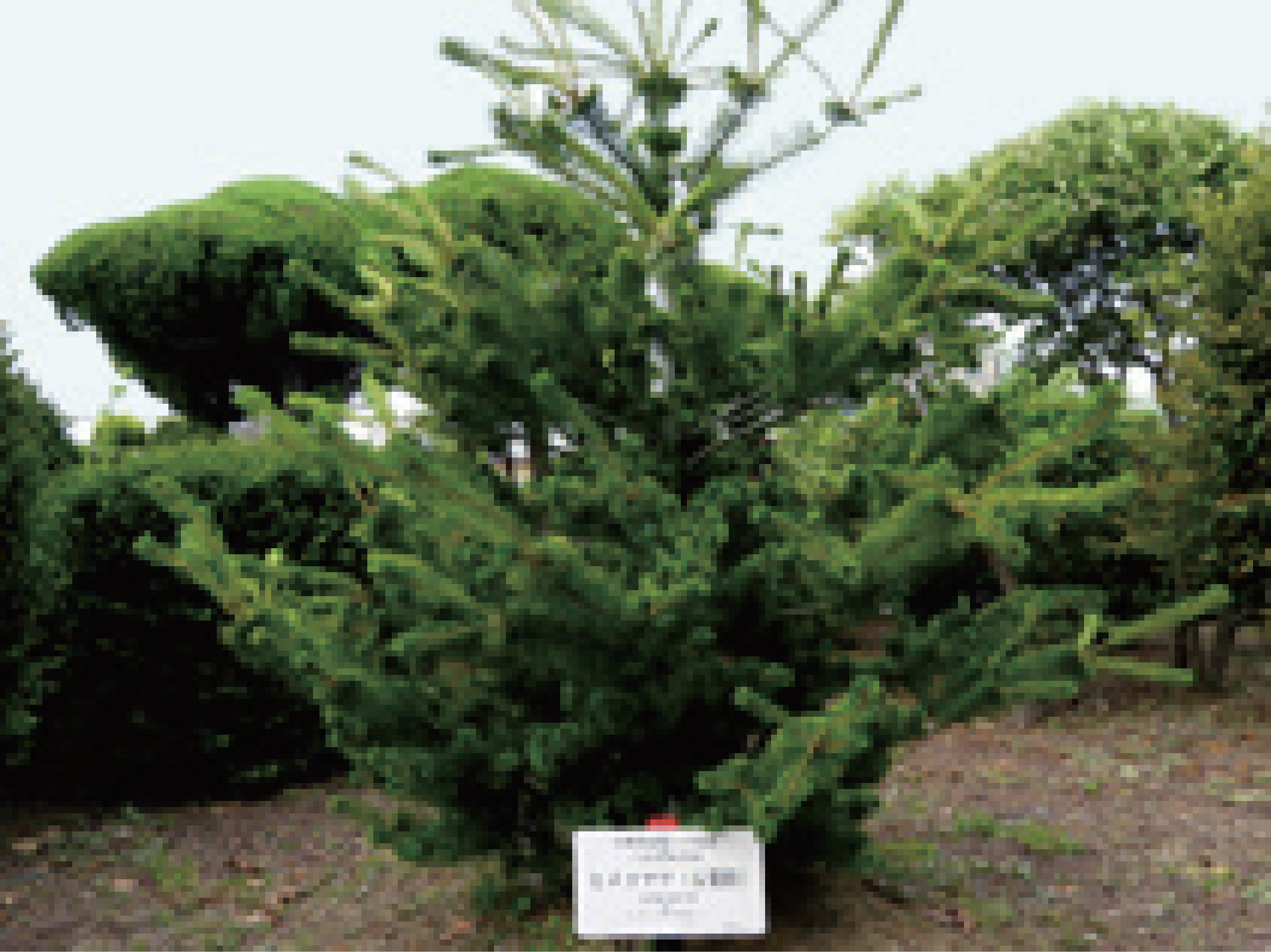 himekomatsu May 2021